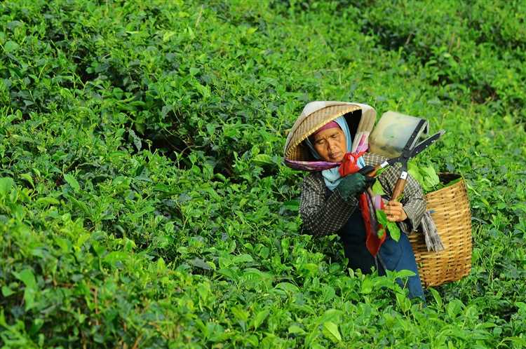 Выращивание чая: отбор места для сада