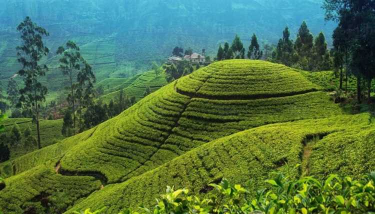 Идеальный климат для выращивания чая: как выбрать место для сада