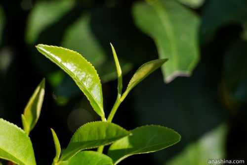 Распространение зеленого чая