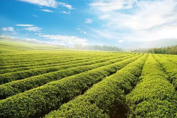 Как выбрать подходящий регион для выращивания чайных кустов