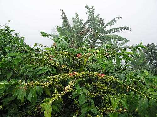 undefinedИстория Либерийского кофе</strong></noscript>«></p><p>История происхождения Либерийского кофе уходит вглубь веков. Здесь его начали выращивать еще в XIX веке. Первые саженцы были привезены из Южной Америки, именно отсюда и пошла эта уникальная традиция.</p><h3><strong>Отличительные особенности</strong></h3><p>Настоящее Либерийское кофе характеризуется мягкостью и насыщенным вкусом. Оно обладает нотами фруктов, шоколада и орехов, что придает ему неповторимое и сложное послевкусие.</p><p>Кофе из Южной Америки, особенно Либерии, является отличным выбором для ценителей настоящего кофе. Его аромат и вкус не оставят равнодушными даже самых искушенных гурманов. Откройте для себя настоящую насладу и окунитесь в увлекательный мир кофе.</p><div class='code-block code-block-2' style='margin: 8px auto; text-align: center; display: block; clear: both;'> <!-- Yandex.RTB R-A-3191083-3 --> <div id=