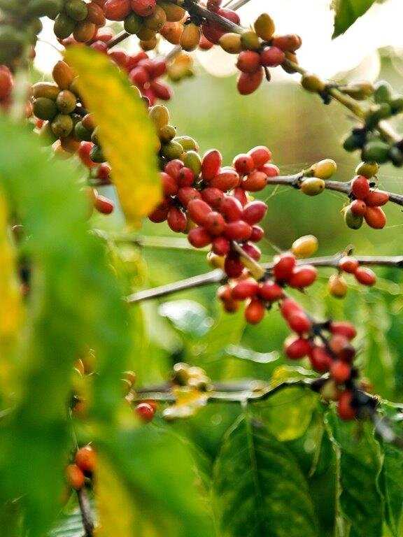 Кофе из Южной Америки: насладитесь настоящим лиаттским ароматом
