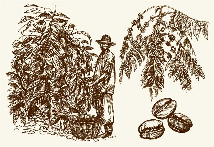 Кофейная история: открытие кофейного зерна и развитие кофеиндустрии