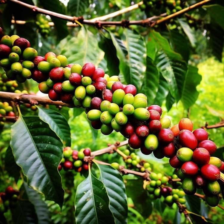 История появления кофейного дерева