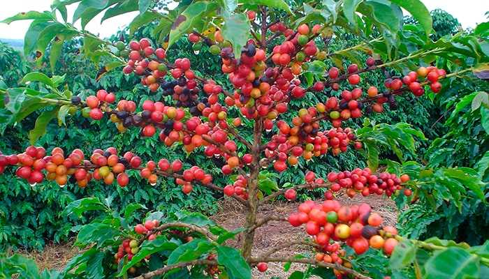 Кофейное дерево: откуда берется зерно