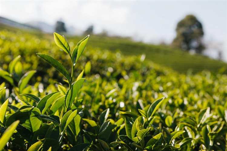 Органическое выращивание чая: преимущества и техники основы