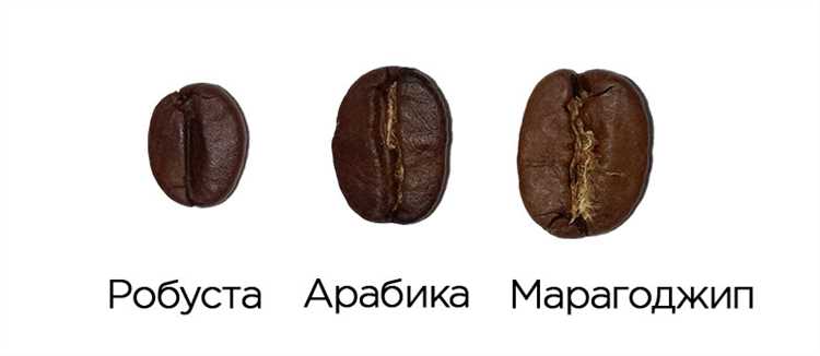 Разновидности кофе: от арабики до робусты