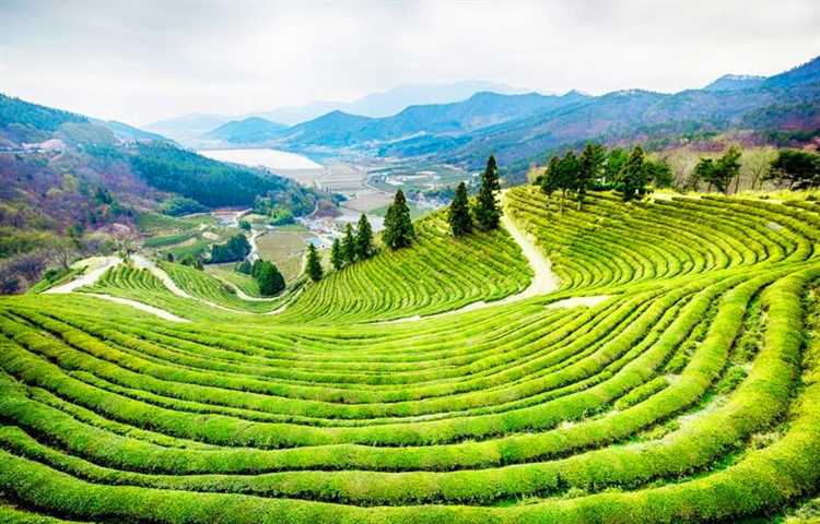 Родина зеленого чая: история и особенности выращивания
