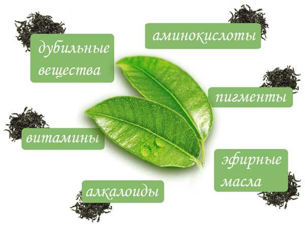 Различные сорта зеленого чая