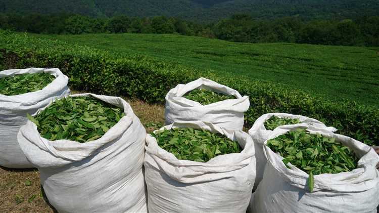 Зеленый чай и аллергия: правила употребления для снижения рисков