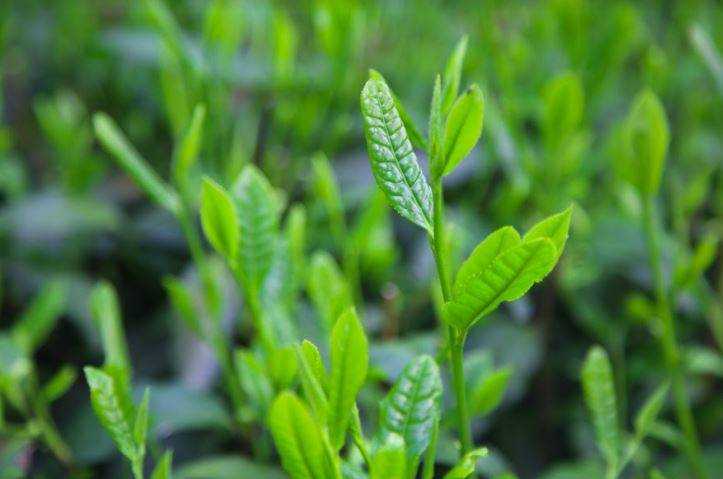 Зеленый чай и его роль в профилактике аллергии: научные исследования и выводы