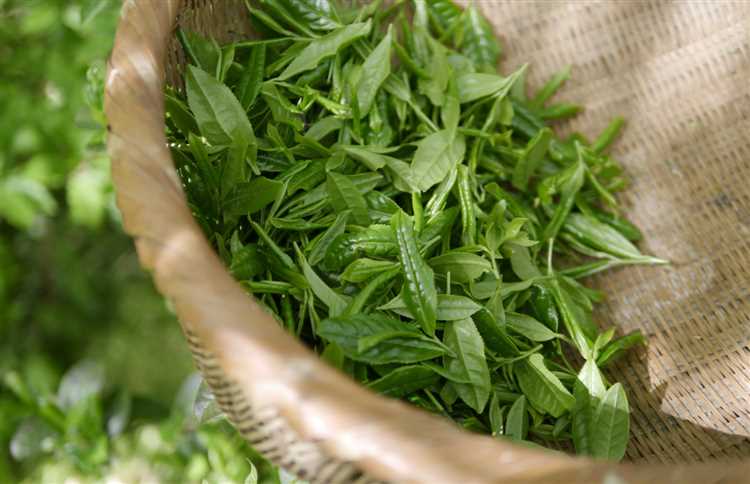 Влияние различных сортов зеленого чая на процесс похудения
