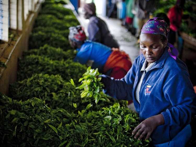 Зеленый чай их источником энергии африканского континента: ассорти из Кении
