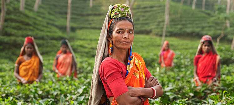 Зеленый чай из Индии: отличительные черты и особые сорта